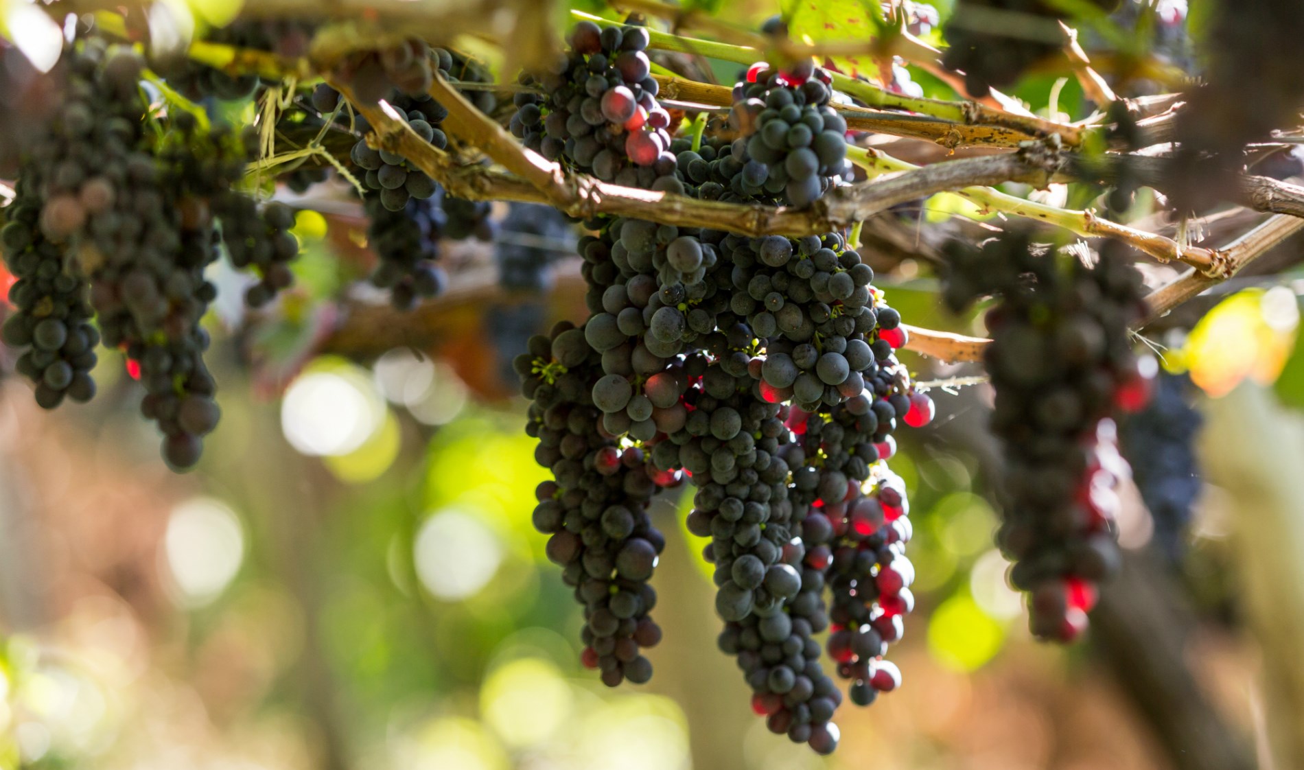 camara-de-lobos-vinho-do-estreito