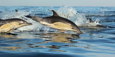 pousada-sagres-observacao-golfinhos
