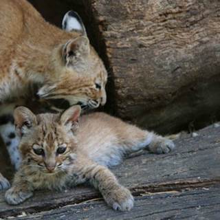 Pestana Viking Events Calendar