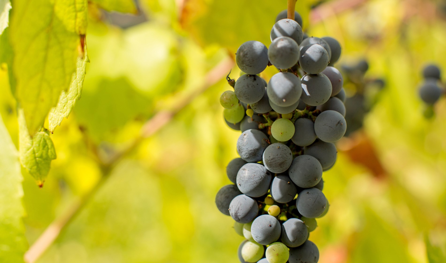 Rota dos Vinhos Verdes